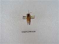 藏品(銀肩枯葉蛾)的圖片